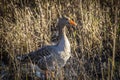 Greylag goose, Anser anser, in grass in natural reserve and national park Donana, Andalusia, Spain Royalty Free Stock Photo