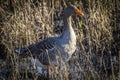 Greylag goose, Anser anser, in grass in natural reserve and national park Donana, Andalusia, Spain Royalty Free Stock Photo