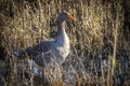 Greylag goose, Anser anser, in grass in natural reserve and national park Donana, Andalusia, Spain Royalty Free Stock Photo