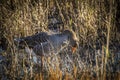 Greylag goose, Anser anser, in grass in natural reserve and national park Donana, Andalusia, Spain Royalty Free Stock Photo