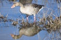 Greylag goose, Anser anser, in grass in natural reserve and national park Donana, Andalusia, Spain Royalty Free Stock Photo