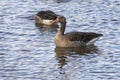 Greylag goose, Anser anser, in grass in natural reserve and national park Donana, Andalusia, Spain Royalty Free Stock Photo