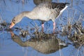 Greylag goose, Anser anser, in grass in natural reserve and national park Donana, Andalusia, Spain. Royalty Free Stock Photo