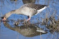 Greylag goose, Anser anser, in grass in natural reserve and national park Donana, Andalusia, Spain. Royalty Free Stock Photo