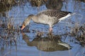 Greylag goose, Anser anser, in grass in natural reserve and national park Donana, Andalusia, Spain. Royalty Free Stock Photo
