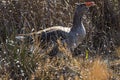 Greylag goose, Anser anser, in grass in natural reserve and national park Donana, Andalusia, Spain. Royalty Free Stock Photo