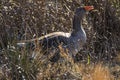 Greylag goose, Anser anser, in grass in natural reserve and national park Donana, Andalusia, Spain. Royalty Free Stock Photo