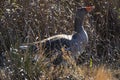 Greylag goose, Anser anser, in grass in natural reserve and national park Donana, Andalusia, Spain. Royalty Free Stock Photo