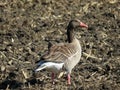 The greylag goose Anser anser, graylag goose, die Graugans or Divlja guska on a field near Lake Mauensee or Lake of Mauen