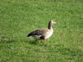 The greylag goose Anser anser, graylag goose, Die Graugans or Divlja guska in the natural protection zone Aargau Reuss river