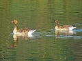 The greylag goose Anser anser, graylag goose, Die Graugans or Divlja guska in the natural protection zone Aargau Reuss river