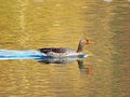 The greylag goose Anser anser, graylag goose, Die Graugans or Divlja guska in the natural protection zone Aargau Reuss river