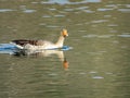 The greylag goose Anser anser, graylag goose, Die Graugans or Divlja guska in the natural protection zone Aargau Reuss river