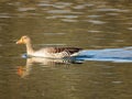 The greylag goose Anser anser, graylag goose, Die Graugans or Divlja guska in the natural protection zone Aargau Reuss river