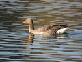 The greylag goose Anser anser, graylag goose, Die Graugans or Divlja guska in the natural protection zone Aargau Reuss river