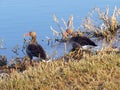 The greylag goose Anser anser, graylag goose, Die Graugans or Divlja guska in the natural protection zone Aargau Reuss river