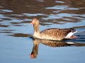 The greylag goose Anser anser, graylag goose, Die Graugans or Divlja guska in the natural protection zone Aargau Reuss river