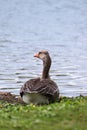 Greylag goose Anser anser a large water bird, sitting in the g Royalty Free Stock Photo