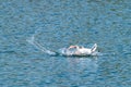 Greylag goose anser anser preening and washing feathers on a lake with webbed foot in the air in spring Royalty Free Stock Photo