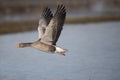 Greylag goose, Anser anser