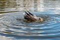 Greylag goose, anser anser, preening feathers Royalty Free Stock Photo