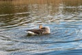 Greylag goose, anser anser, preening feathers Royalty Free Stock Photo