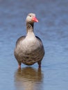 The greylag goose Anser anser standing on the blue lake