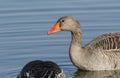 A stunning Greylag Goose Anser anser swimming and feeding on a lake. A water droplet is dropping from its beak.