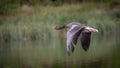 Greylag Goose