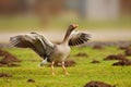 Greylag Goose (Anser anser) Royalty Free Stock Photo