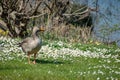 Greylag goose anser anser walking amongst spring time daisy wild flowers Royalty Free Stock Photo