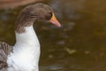 Greylag goose anser answer close up of brown head, orange beak and white feathers Royalty Free Stock Photo