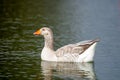 Greylag goose (anser answer) close up swimming Royalty Free Stock Photo
