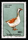 Greylag Goose (Anser anser), Birds serie, circa 1995
