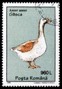 Greylag Goose (Anser anser), Birds serie, circa 1995