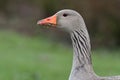 Greylag goose Anser anser Royalty Free Stock Photo