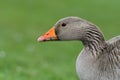 Greylag goose Anser anser Royalty Free Stock Photo