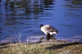 Greylag Goose Drinking Royalty Free Stock Photo