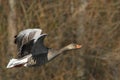 The greylag goose Anser anser flying in golden sun Royalty Free Stock Photo