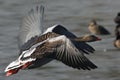 The greylag goose Anser anser flying in golden sun Royalty Free Stock Photo