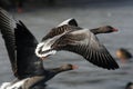 The greylag goose Anser anser flying over the lake Royalty Free Stock Photo