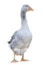 Greylag goose anser anser frontal shot, isolated on white background
