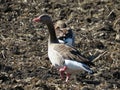 The greylag goose Anser anser, graylag goose, die Graugans or Divlja guska on a field near Lake Mauensee or Lake of Mauen