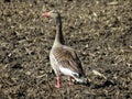 The greylag goose Anser anser, graylag goose, die Graugans or Divlja guska on a field near Lake Mauensee or Lake of Mauen