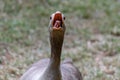 Greylag goose anser anser hissing to protect flock