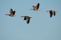 Greylag goose Anser anser large water bird with brownish-gray plumage and orange beak, flying birds. Royalty Free Stock Photo