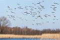 Greylag goose - Anser anser - a large water bird, a large flock of geese flies over the lake and reed, fly deep into the lake Royalty Free Stock Photo