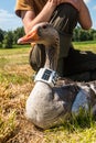 Greylag Goose, anser anser, is ringed by an ornithologist, Germa