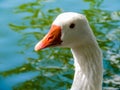 Graylag goose in portrait. Western Springs Pond auckland New Zeland