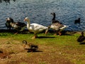 Graylag goose at the waters leg. Western Springs Pond auckland New Zeland Royalty Free Stock Photo